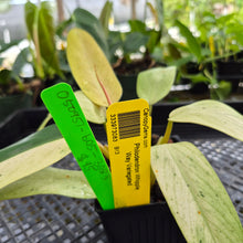 Load image into Gallery viewer, Philodendron Whipple Way, Exact Plant Variegated Ships Nationwide