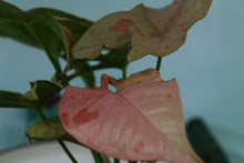 Load image into Gallery viewer, Variegated Syngonium Pink Spot Exact Plant Ships nationwide