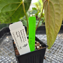 Load image into Gallery viewer, Anthurium (Ace of Spades Dark Form x Kunayalense) x Pap FS 2.5" pot, Fedex 2day*