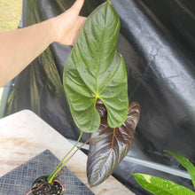 Load image into Gallery viewer, Anthurium Moodeanum, Exact Plant Ships Nationwide
