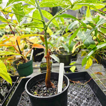 Load image into Gallery viewer, Pachira Aquatica Money Tree, Exact Plant Variegated 1 gallon pot