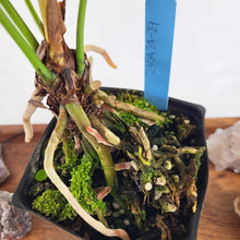 Load image into Gallery viewer, Anthurium Brownii 4" pot, Fedex 2 day*