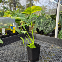Load image into Gallery viewer, Monstera marilyn variegated, Exact Plant Ships Nationwide.
