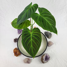 Load image into Gallery viewer, Philodendron Splendid 4" pot, Fedex 2day*