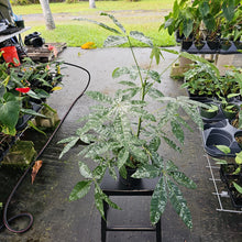 Load image into Gallery viewer, Pachira Aquatica Money Tree, Exact Plant Variegated Ships Nationwide