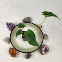 Load image into Gallery viewer, Anthurium Brownii 2.5" pot, Fedex 2day*