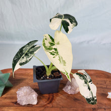 Load image into Gallery viewer, Alocasia Frydek, Exact Plant Variegated