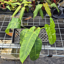 Load image into Gallery viewer, Philodendron Jose Buono, Exact Plant Variegated Ships Nationwide