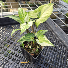 Load image into Gallery viewer, Syngonium Three Kings Magic Marble Variegated 4" pot, Fedex 2day*