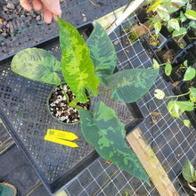 Load image into Gallery viewer, Homalomena Schismatoglottis Neoguineensis, Exact Plant Ships Nationwide