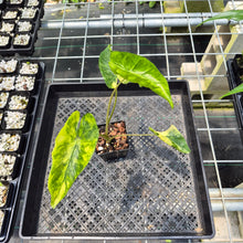 Load image into Gallery viewer, Alocasia Macrorrhiza Shock Treatment Variegated exact plant, Fedex 2day*