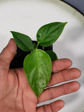 Load image into Gallery viewer, Anthurium Veitchii 2.5" Pot, Fedex 2 day*
