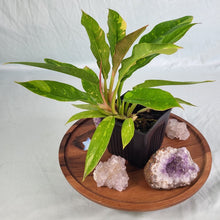 Load image into Gallery viewer, Philodendron Ring Of Fire Variegated 4" pot, Fedex 2 day*