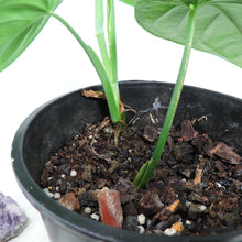 Load image into Gallery viewer, Syngonium Chiapense. Shipped Nationwide