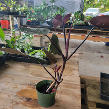 Load image into Gallery viewer, Philodendron Majesty, Exact Plant Ships Nationwide