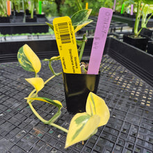 Load image into Gallery viewer, Monstera Standleyana Aurea, Exact Plant Variegated Ships Nationwide