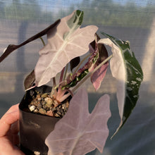 Load image into Gallery viewer, Alocasia Polly Snowflake Pink variegated exact plant, Fedex 2day*