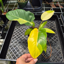 Load image into Gallery viewer, Philodendron Jungle Fever , Exact Plant Variegated Ships Nationwide