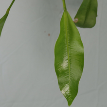 Load image into Gallery viewer, Anthurium Gracile Shipped Nationwide