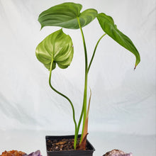 Load image into Gallery viewer, Philodendron Pastazanum, Exact Plant