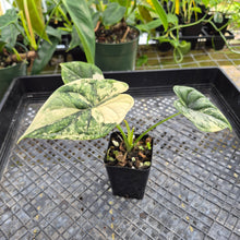 Load image into Gallery viewer, Alocasia dragon scale albo Exact Plant Ships Nationwide