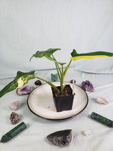 Load image into Gallery viewer, Domesticum, Exact Plant, variegated Philodendron