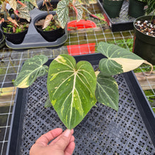 Load image into Gallery viewer, Philodendron Gloriosum variegated, Exact Plant Ships Nationwide