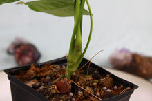 Load image into Gallery viewer, Anthurium Balaoanum 'Dussii' Exact Plant Ships nationwide