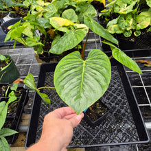 Load image into Gallery viewer, Philodendron Sodiroi True Form, Exact Plant Ships Nationwide