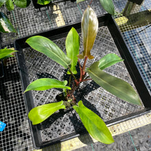 Load image into Gallery viewer, Philodendron Florida Bronze, 2.5” pot, Fedex 2 day*