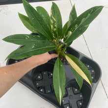 Load image into Gallery viewer, Philodendron Wend Imbe Variegated exact plant, Fedex 2day*