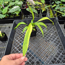 Load image into Gallery viewer, Anthurium Vittarifolium , Exact Plant Variegated Ships Nationwide