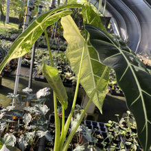 Load image into Gallery viewer, Alocasia Frydek Variegated exact plant, Fedex 2day