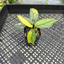 Load image into Gallery viewer, Monstera Siltepecana Aurea Variegated exact plant, Fedex 2day*