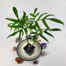 Load image into Gallery viewer, Philodendron Quercifolium, Exact Plant Ships Nationwide