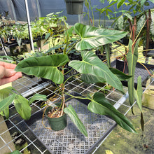 Load image into Gallery viewer, Philodendron Bernardopazii 6" pot, Fedex 2day