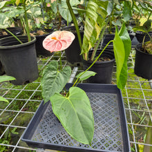 Load image into Gallery viewer, Anthurium Andraeanum Starlight Splash, Exact Plant, Speckled