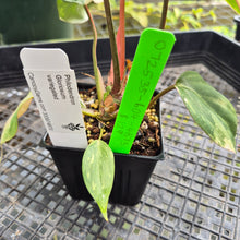 Load image into Gallery viewer, Philodendron Gloriosum variegated, Exact Plant Ships Nationwide