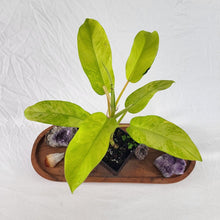 Load image into Gallery viewer, Philodendron Thai Sunrise Variegated 4" pot, Fedex 2day*
