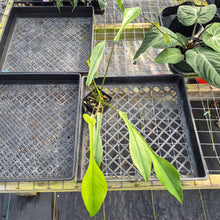 Load image into Gallery viewer, Philodendron Joepii Mint, Variegated, Exact Plant Ships Nationwide