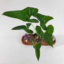 Load image into Gallery viewer, Anthurium Brownii 4" pot, Fedex 2 day*