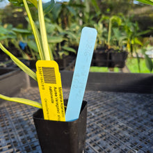 Load image into Gallery viewer, Monstera Adansonii Aurea, Exact Plant Variegated Ships Nationwide