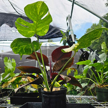 Load image into Gallery viewer, Monstera Thai Constellation, Exact Plant Variegated