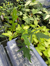 Load image into Gallery viewer, Philodendron Florida Beauty x Tortum green 4" pot, Fedex 2day*