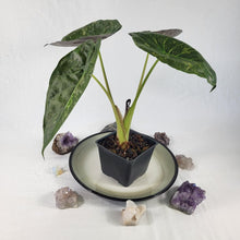 Load image into Gallery viewer, Alocasia Wentii, Exact Plant Variegated