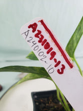 Load image into Gallery viewer, Yellow Flame, exact plant, variegated Epipremnum, ships nationwide