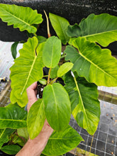 Load image into Gallery viewer, Philodendron Jungle Fever Mint Variegated 2.5" pot, Fedex 2day