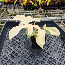 Load image into Gallery viewer, Philodendron Florida Ghost, Exact Plant Ships Nationwide