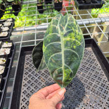 Load image into Gallery viewer, Alocasia Sedenii Aurea Variegated exact plant, Fedex 2day*
