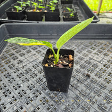 Load image into Gallery viewer, Monstera Peru "Karstenianum", Exact Plant Variegated Ships Nationwide